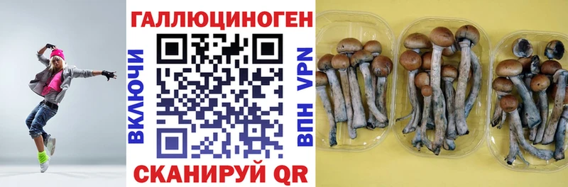 Псилоцибиновые грибы мицелий  Шацк 